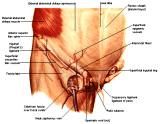 Anatomie: buikwand,rug,rugspier,buikspier,musculus obliquus,musculus transversus,musculus rectus,Poupart,ligamentum inguinalis,lattisimus dorsi,a. epigastrica,serratus anterior,trapezius,gluteus,teres major,teres minor,rhomboideus,supraspinatus,infraspinatus,levetor scapulae